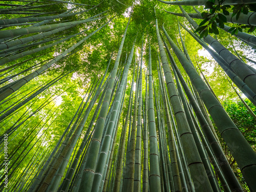 Bamboo Forest in Japan - a wonderful place for recreation - TOKYO   JAPAN - JUNE 17  2018
