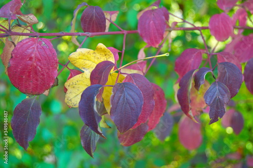 Auf einem Ast mit dunkel  lila Blätter ist ein gelber Blatt hängen geblieben und gibt ein schöner farblicher Kontrast zu dem grünen Hintergrund und die restlichen rötliche Blätter.