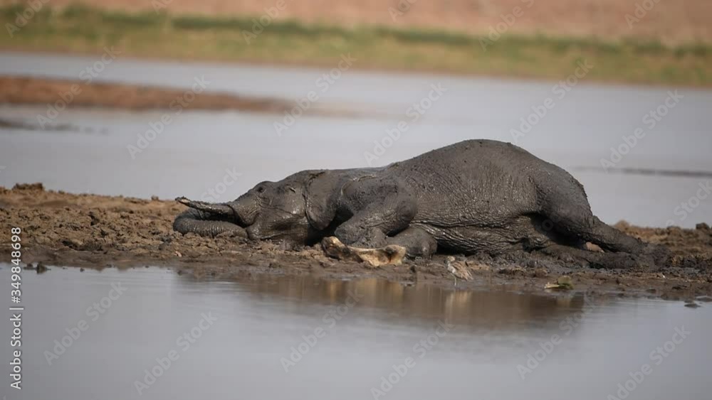 Young Elephant enjoying mud bath in the wilderness of Africa Young Elephant enjoying mud bath in the wilderness of Africa