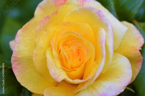 yellow rose closeup