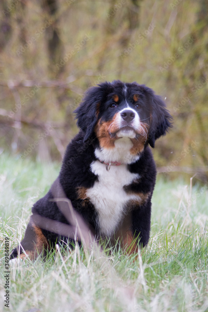 Bernese mountain dog puppy outside playing. Happy young puppy in the park.	