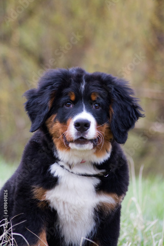 Fototapeta Naklejka Na Ścianę i Meble -  Bernese mountain dog puppy outside playing. Happy young puppy in the park.	