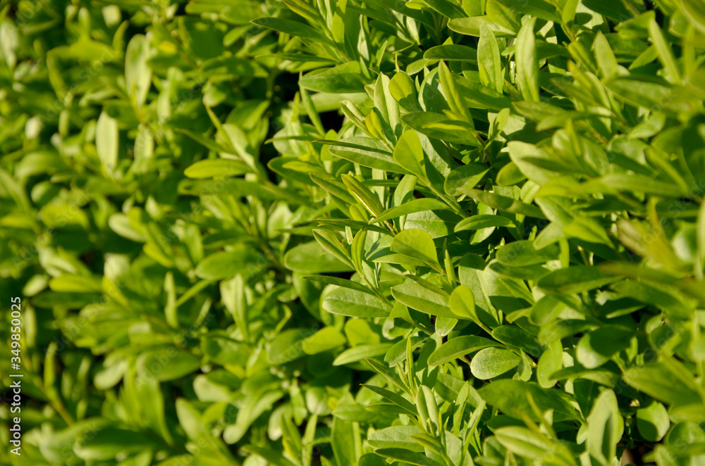 hedge of fresh green leaves beautiful shrub with bright young foliage close-up