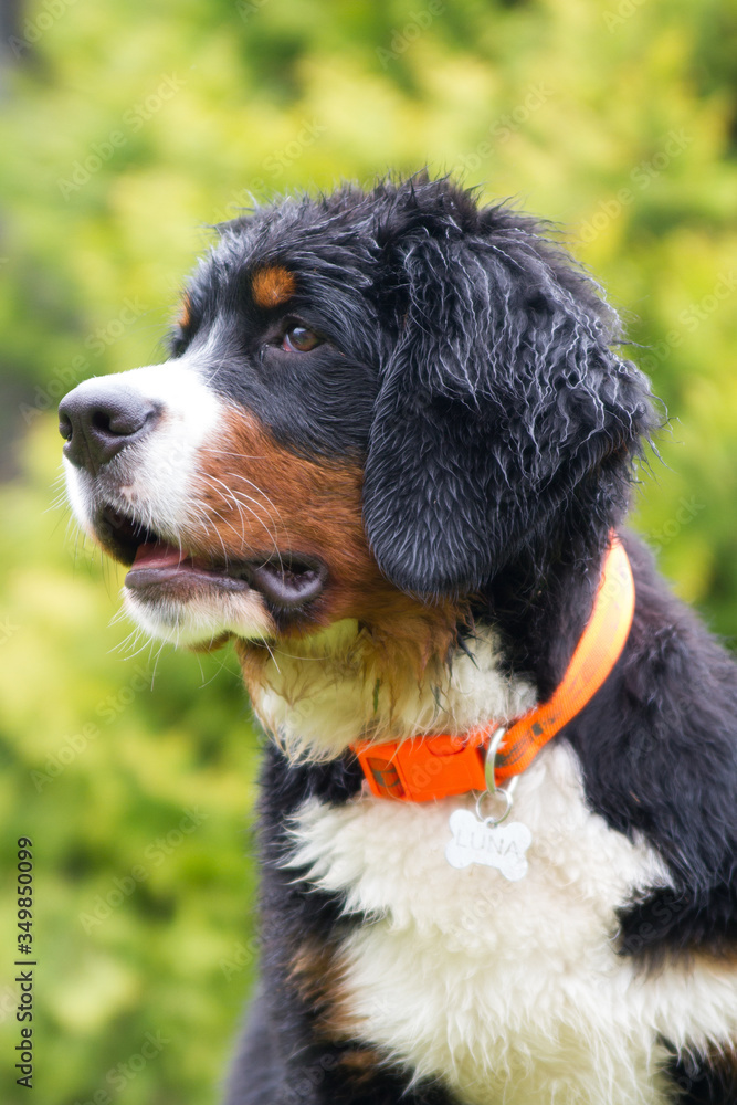 Bernese mountain dog puppy in green background. Happy puppy outside.