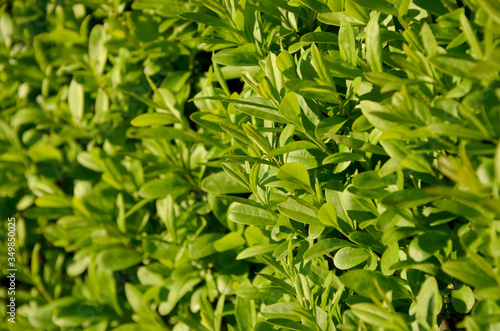 hedge of fresh green leaves beautiful shrub with bright young foliage close-up