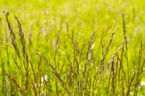 inflorescences of false oat-grass in a meadow photo