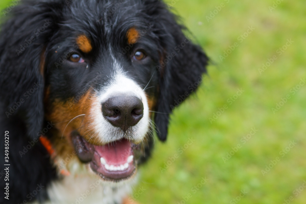 Bernese mountain dog puppy in green background. Happy puppy outside. Bernese mountain dog puppy in green background. Happy puppy outside.