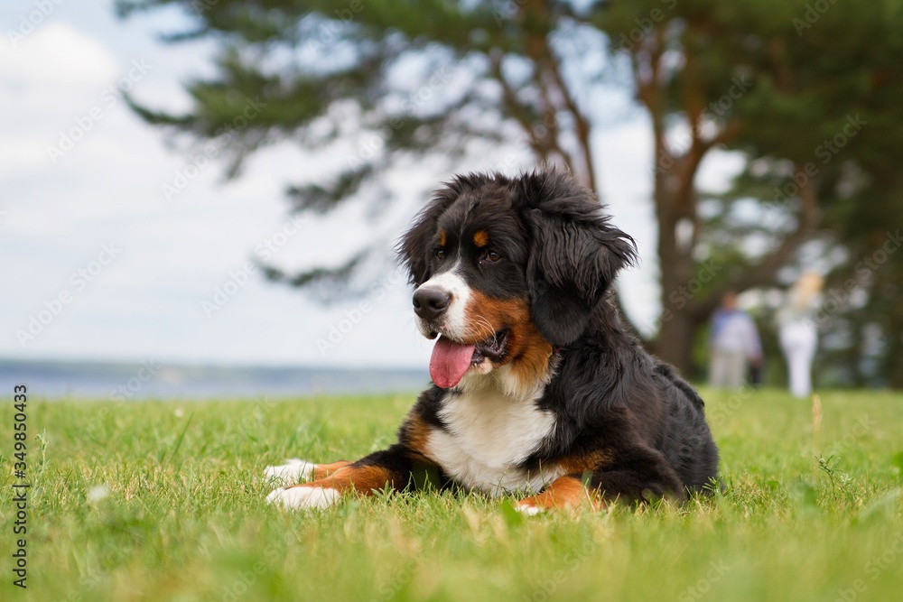 Bernese mountain dog puppy outside playing. Happy young puppy in the park. Bernese mountain dog puppy outside playing. Happy young puppy in the park.