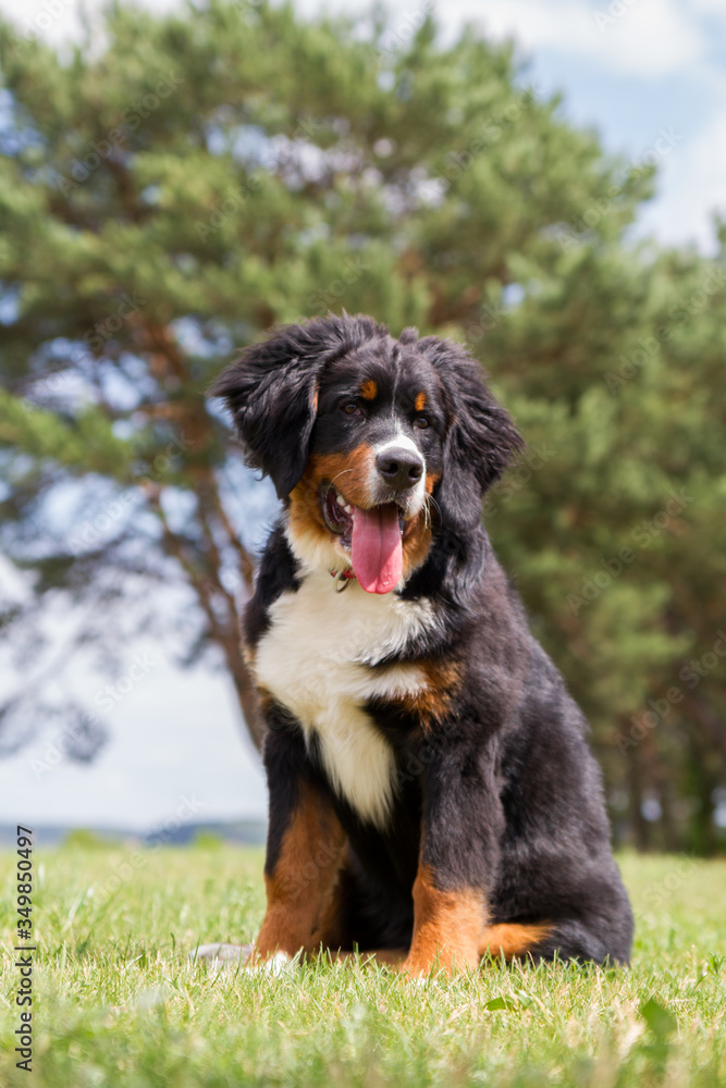 Bernese mountain dog puppy outside playing. Happy young puppy in the park.