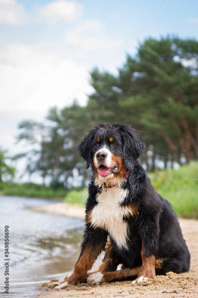 Bernese mountain dog puppy outside playing. Happy young puppy in the park.