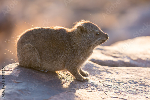 Daman siting on a stone and basking in the sun and looking friendly and with interest. Namibia. Africa.