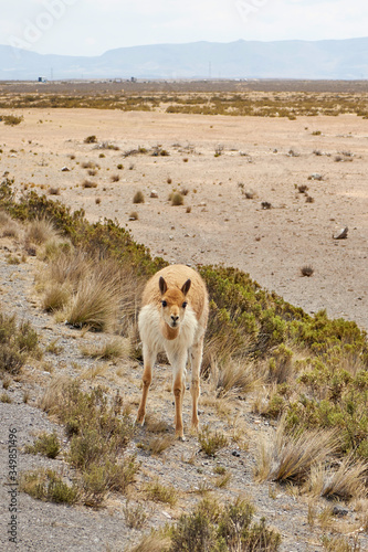 Vicuña in the Arequipa Colca reserve