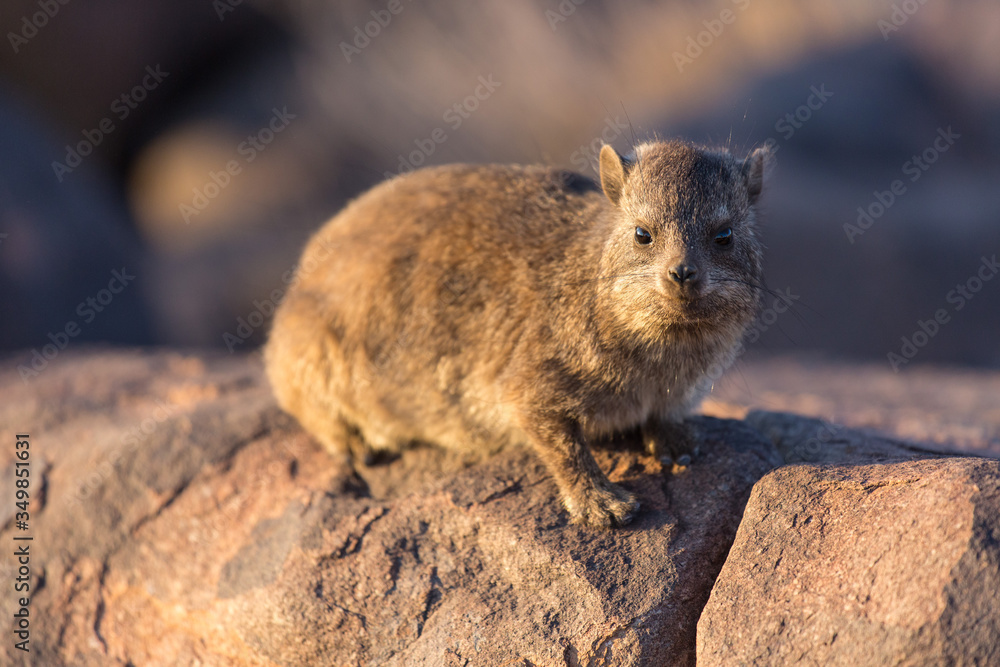 Daman siting on a stone and basking in the sun and looking friendly and with interest. Namibia. Africa. Daman siting on a stone and basking in the sun and looking friendly and with interest. Namibia. Africa.