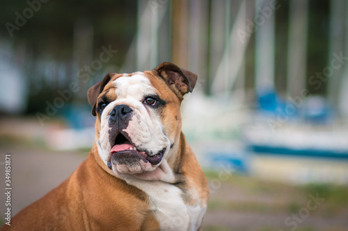 English bulldog puppy in action with crazy faces. Bulldog  running in the beach. © Evelina