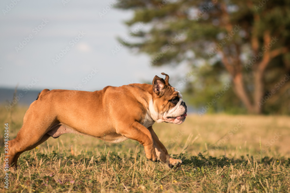 English bulldog puppy in action with crazy faces. Bulldog  running in the beach.