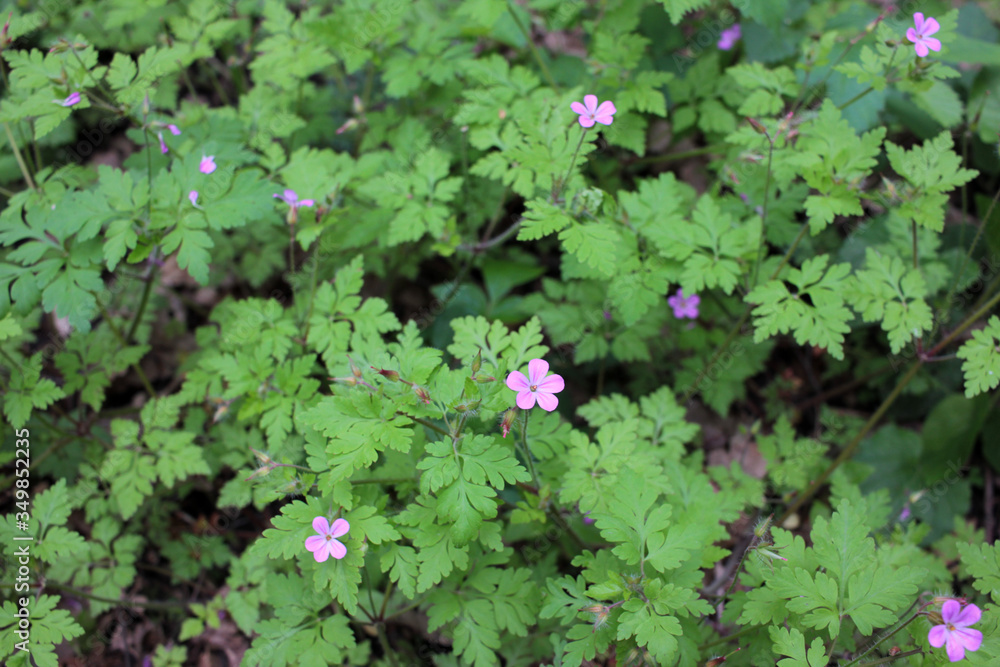 Geranium Robertianum or wild Herb Robert small, light pink, five-petalled flower with fern like leaves blooming in a spring lawn. Geranium Robertianum or wild Herb Robert small, light pink, five-petalled flower with fern like leaves blooming in a spring lawn.