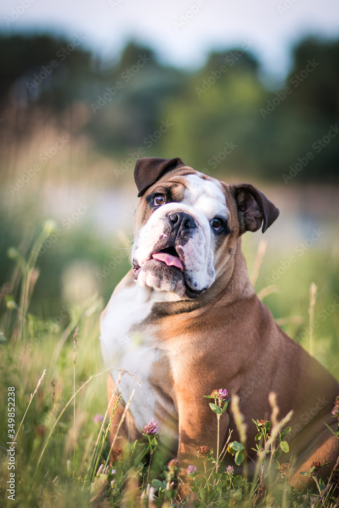 English bulldog puppy in action with crazy faces. Bulldog running in the beach. English bulldog puppy in action with crazy faces. Bulldog running in the beach.