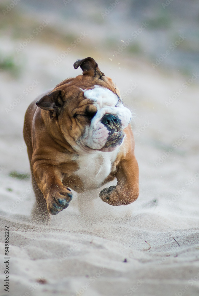 English bulldog puppy in action with crazy faces. Bulldog running in the beach.	