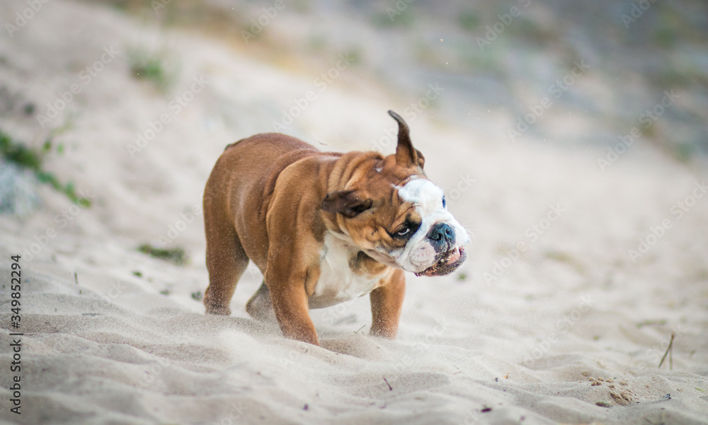 English bulldog puppy in action with crazy faces. Bulldog running in the beach.	
