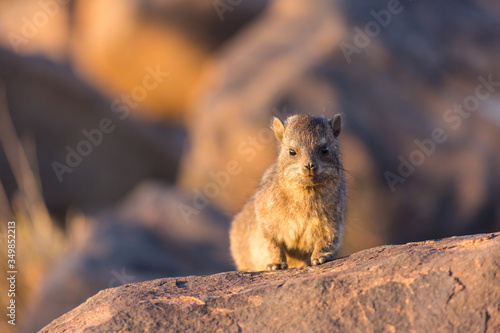 Daman siting on a stone and basking in the sun and looking friendly and with interest. Namibia. Africa.