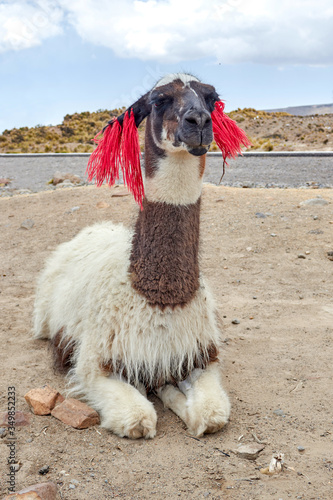 Llama in the Colca Canyon Arequipa
