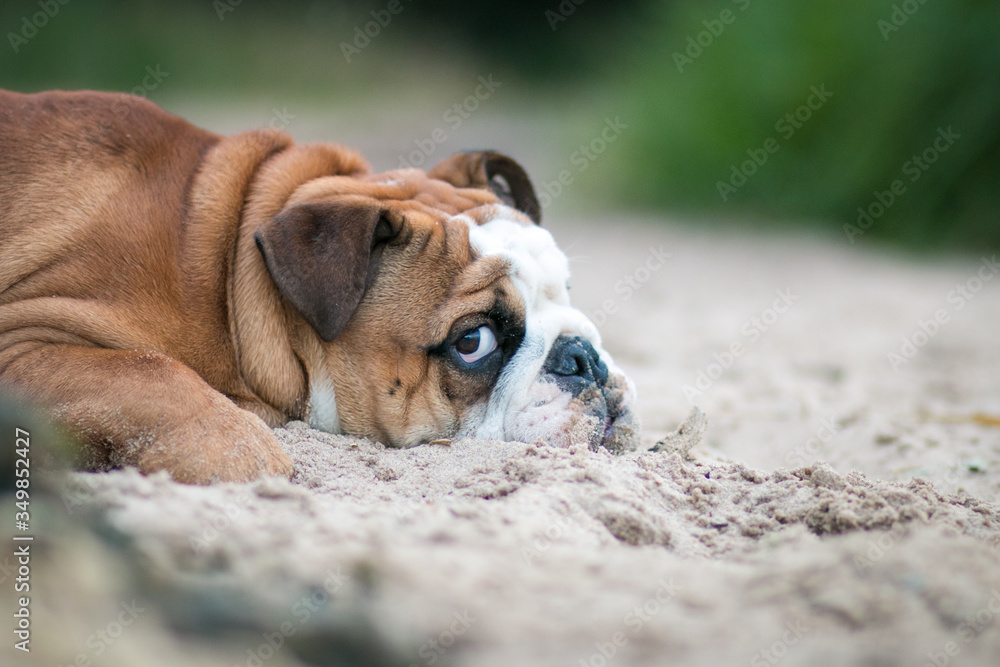 English bulldog puppy in action with crazy faces. Bulldog  running in the beach.