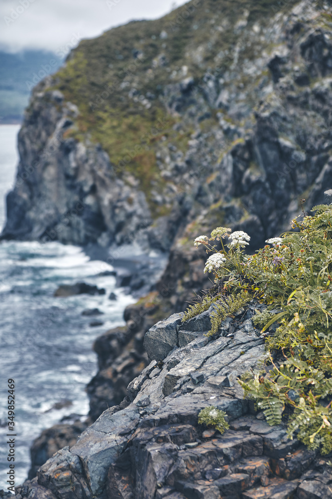 Alpine flowers on a steep cliff overlooking the storm sea and rocks on a summer foggy day. Landscape and outdoor concept. Nature without people.