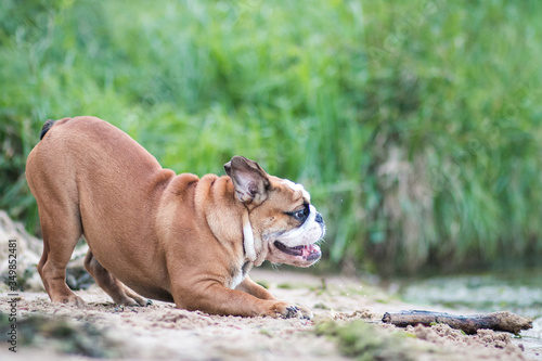 English bulldog puppy in action with crazy faces. Bulldog running in the beach. 