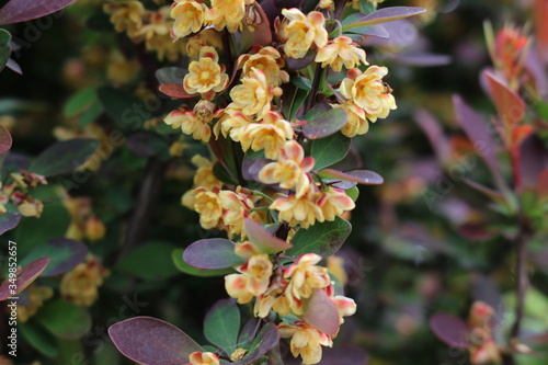 Barberry flowers bloomed on a bush in spring