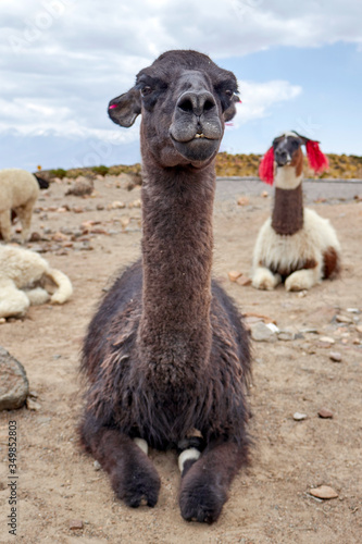 Llama in the Colca Canyon Arequipa