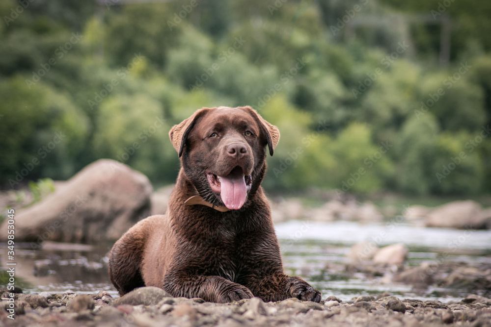 Brown young labrador retriever puppy posing near river. Happy dog outside.	
