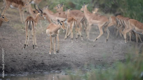 Skittish impala herd trying to drink water in the wilderness