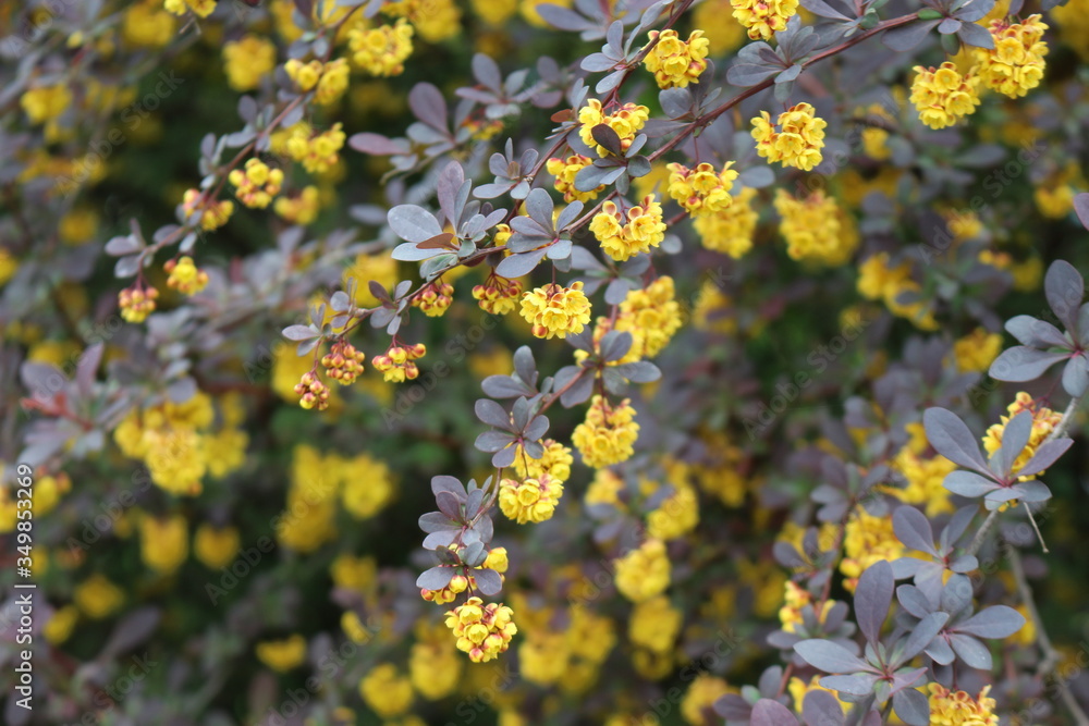 Barberry flowers bloomed on a bush in spring Barberry flowers bloomed on a bush in spring