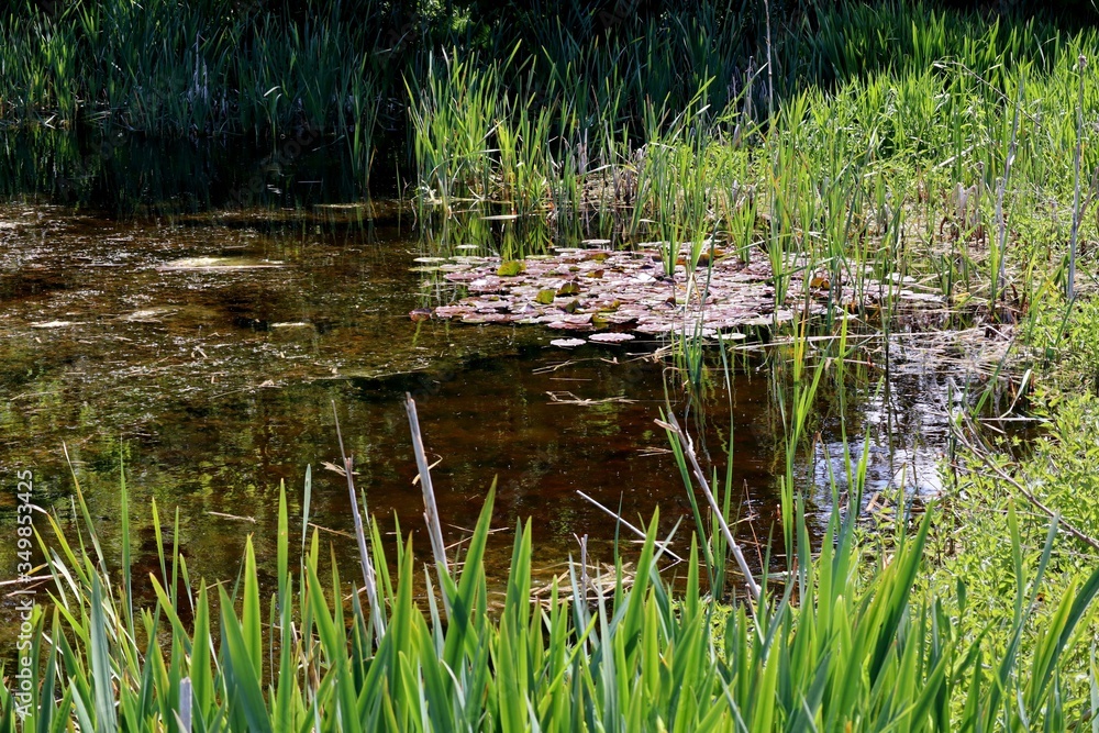 A British Pond in May Time A British Pond in May Time