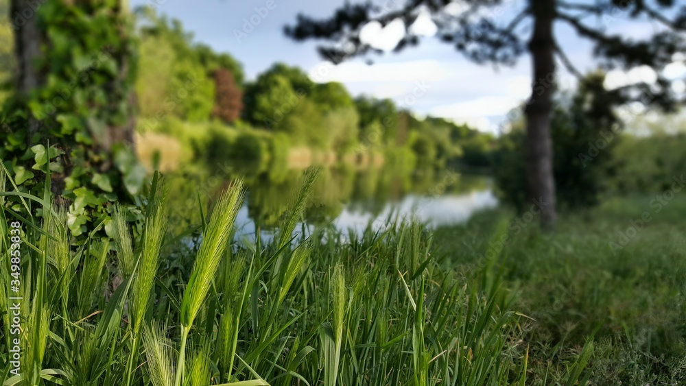Side view of a river with a focus in green spike