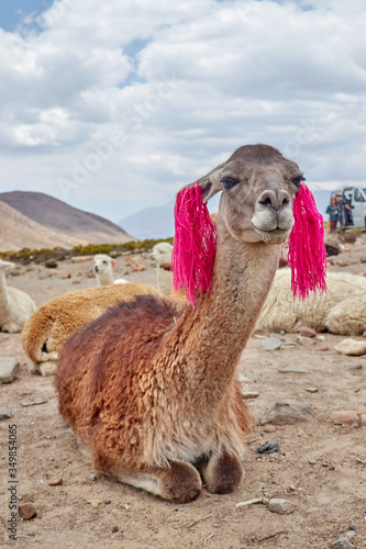 Llama in the Colca Canyon Arequipa