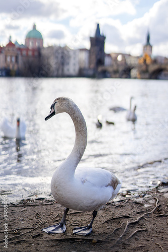 swan on the river vlatva in prague, in background is charles bridge