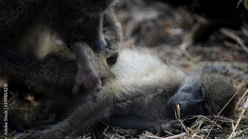 Mother baboon and baby baboon in claning session in the wilderness photo