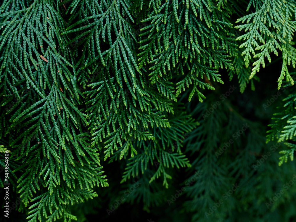 Green thuja tree branches background. Green thuja tree branches background.