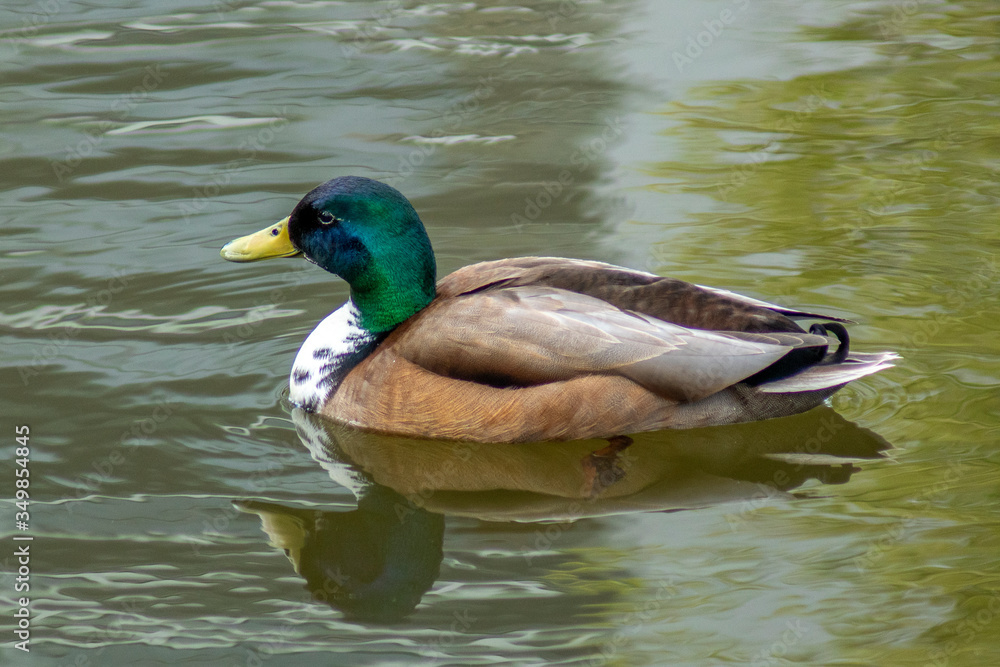 Obraz premium kaczor