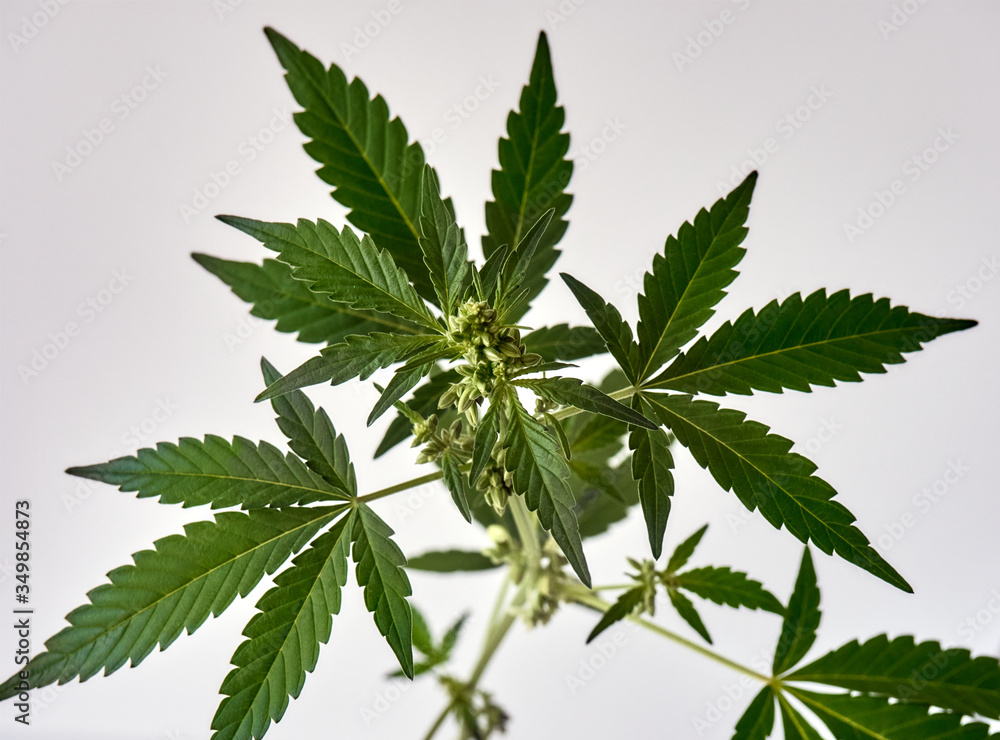 Branch of male cannabis plant in flowering. Branch of male cannabis plant in flowering.