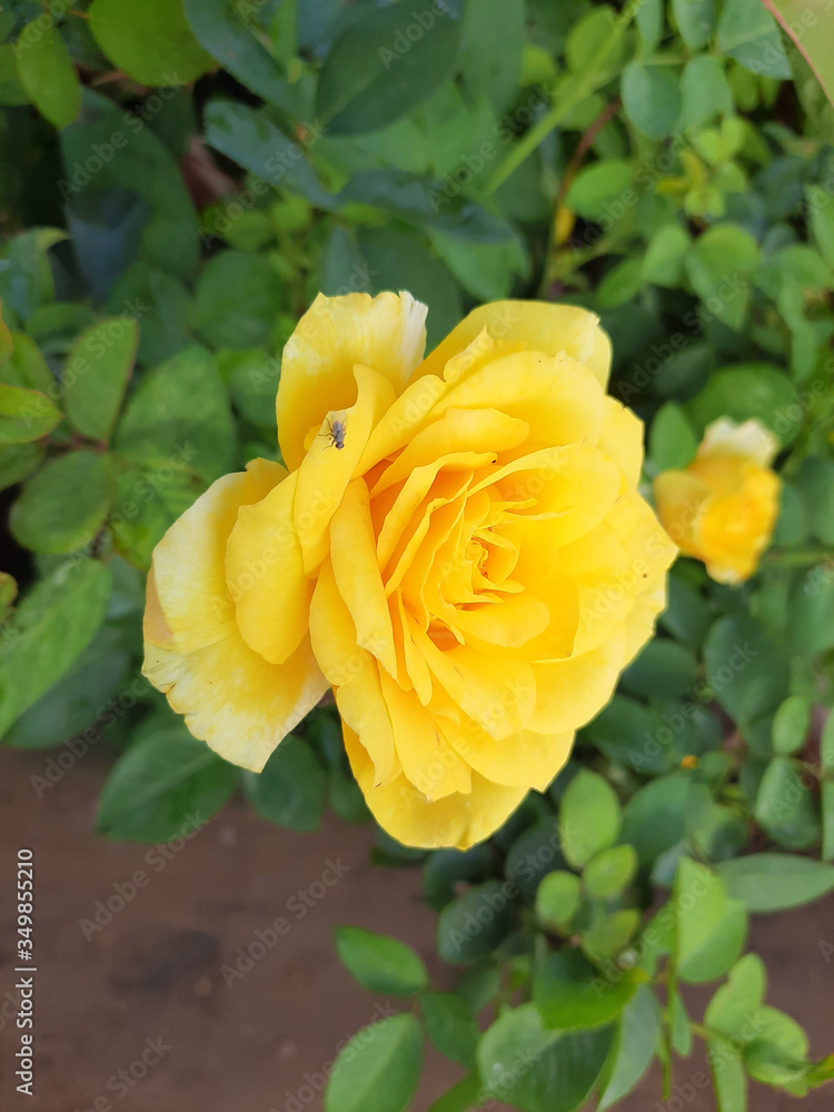 Beautiful rose flowers in nursery, rose flowers in garden Beautiful rose flowers in nursery, rose flowers in garden