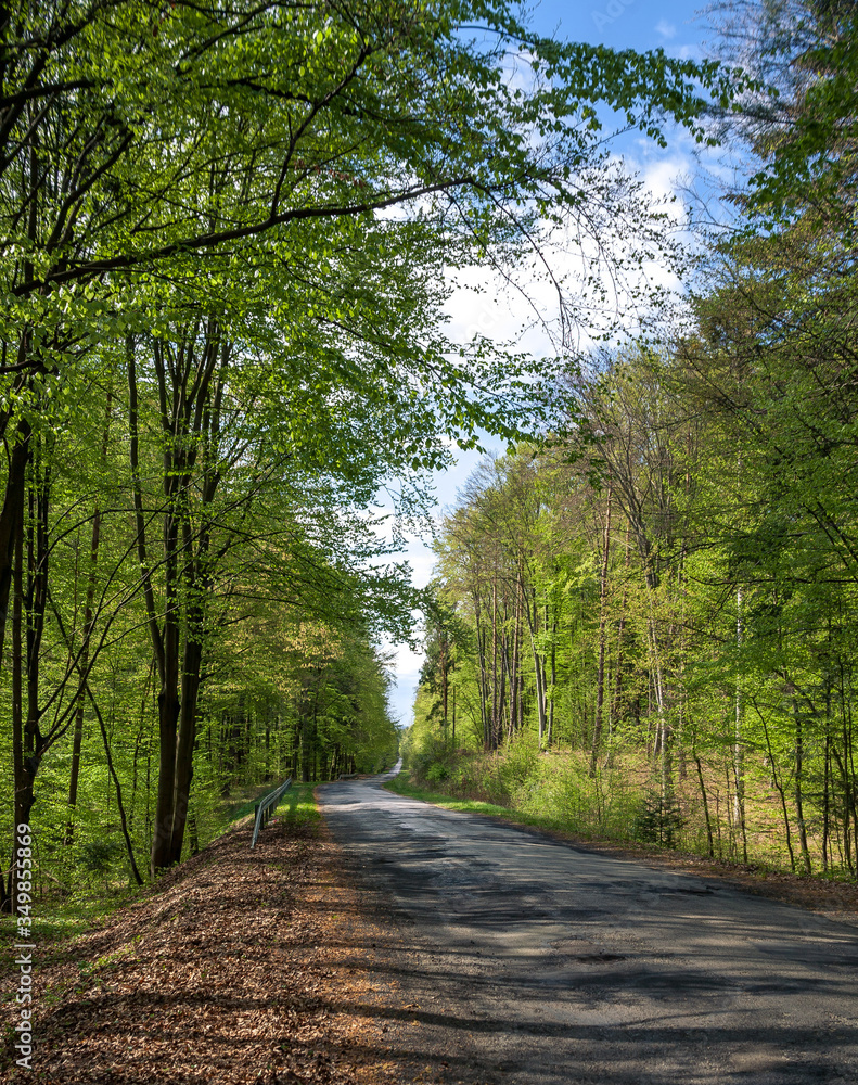 Fototapeta premium asfaltowa leśna droga na Roztoczu 