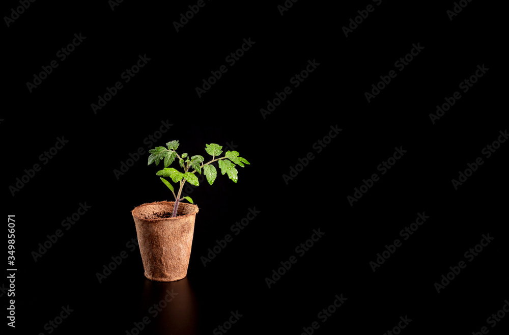 Tomato seedling in a paper pot on a black surface with a black background. Tomato seedling in a paper pot on a black surface with a black background.