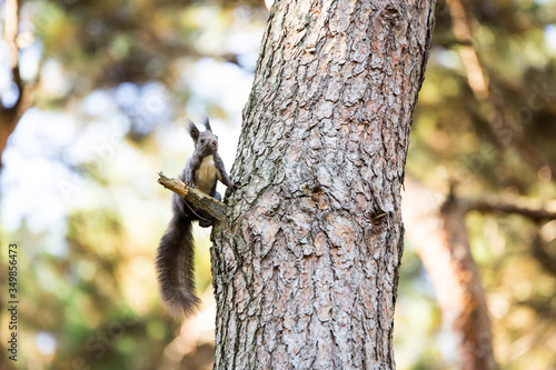 a squirrel sitting on a tree