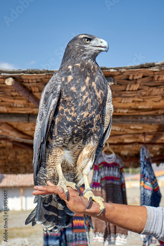 Falcon in the Colca Canyon Arequipa