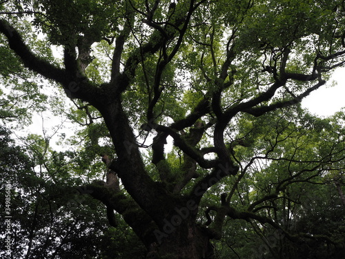 雨上がりの大楠の神木