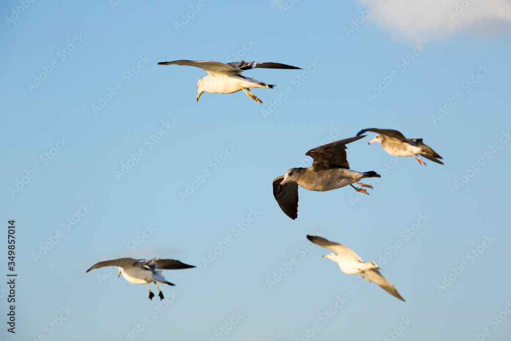 Seagulls Flying in the Blue Sky