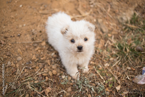 a cute little white puppy