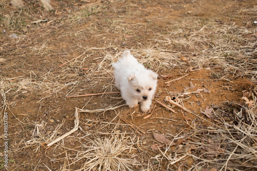 a cute little white puppy